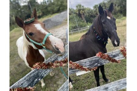 Christmas horse pictures
