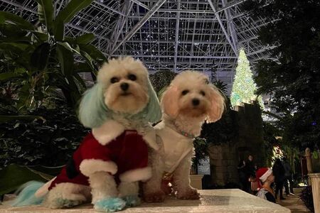 Giorgio and coco attend ICE!