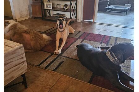 Home visit with Toby and Harley