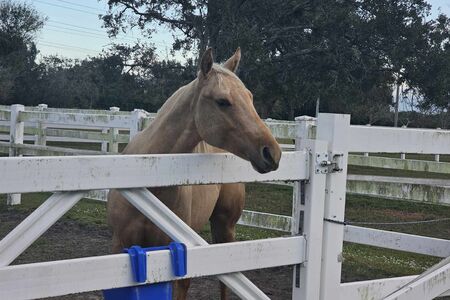 Farm sitting Beau