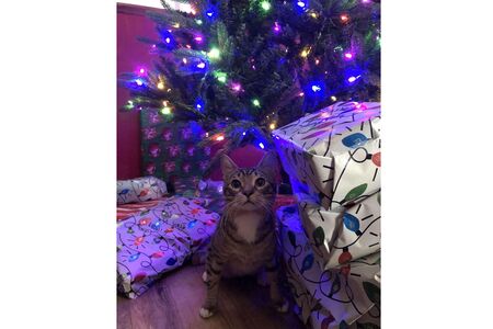 Christmas Kitty