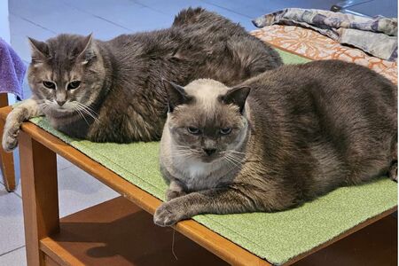 Home visit with Mimi and Cleo