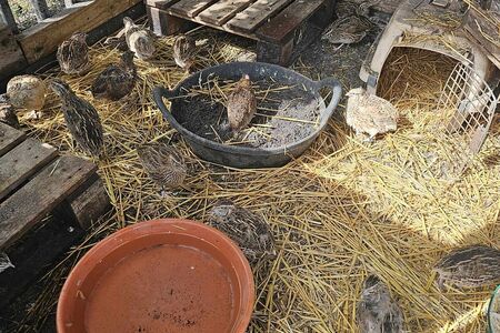 Farm sitting with the Quails