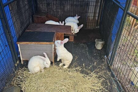 Farm sitting the bunnies