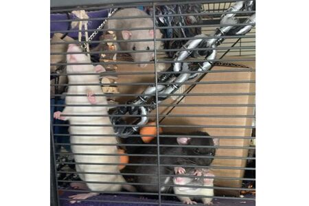 Pet rats