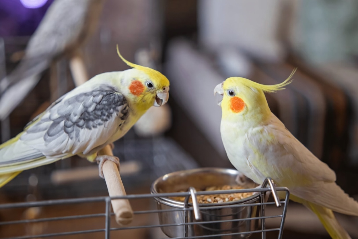 Exotic Pet Services