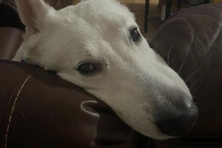 Daily Care Pet Services in Brevard County Florida