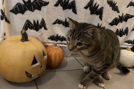 Pet Events in Brevard County Florida