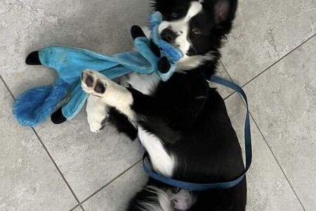 Exotic Pet Care Services in Brevard County Florida