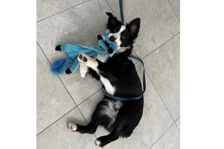 Puppy Care Services in Indian River County Florida