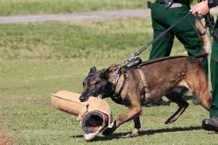 Police K-9 unit dog during training in Brevard County, Florida.