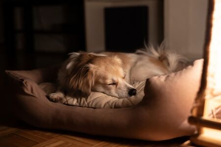 Overnight Pet Services in Palm Bay, Florida