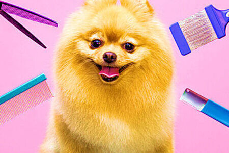 Specialized Pet Care Services in Brevard County Florida