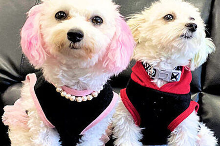 Special Needs Pet Care Services in Brevard County Florida