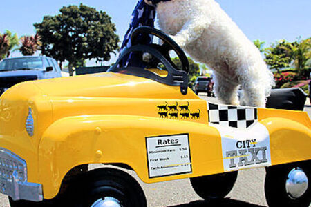 Mobile Pet Sitting Services in Brevard County Florida