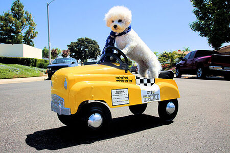 Pet Taxi and Special Events Pet Attendant Service in Brevard County Florida