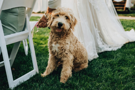 Special Events Pet Attendant Service in Brevard County Florida