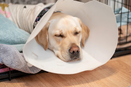 Specialized Pet Care Services in Brevard County Florida